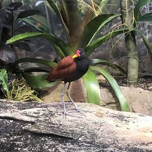 Wattled Jacana