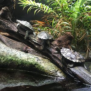 Map Turtle ID