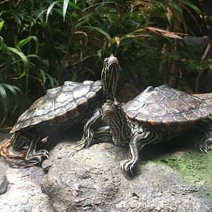 Map Turtle ID