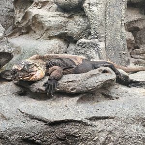 Bahamanian Rock Iguana