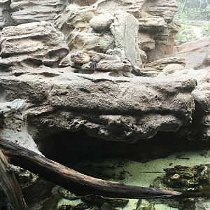 Bahamanian Rock Iguana Exhibit