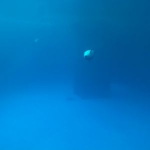 Pacific White-Sided Dolphin