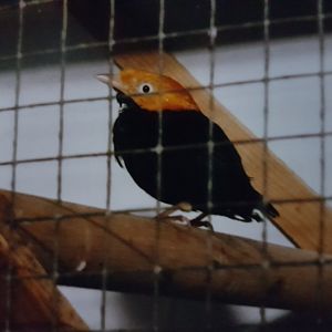Golden-headed Manakin