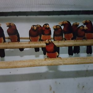 20161210_083935 Bearded Barbets