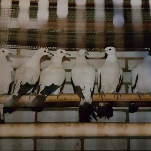 20161210_084710 Pied Imperial Pigeons