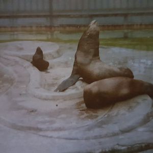 Californian Sea-lions With Young