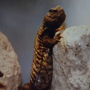 Uromastryx aegyptia or acanthinura