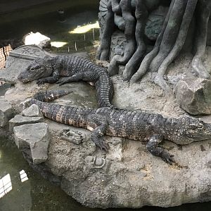Chinese Alligators