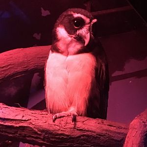 Spectacled Owl