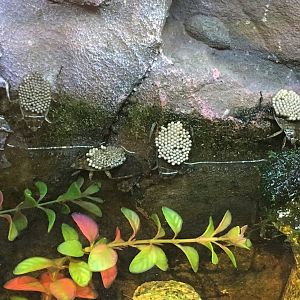 Ferocious Water Bugs