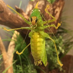 Long-Horned Katydid