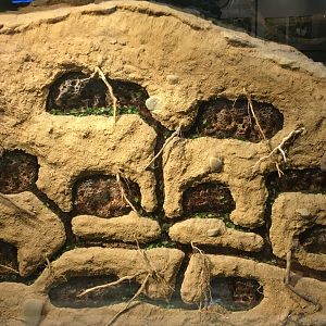 Leafcutter Ant Colony