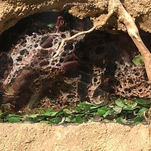 Leafcutter Ant Colony