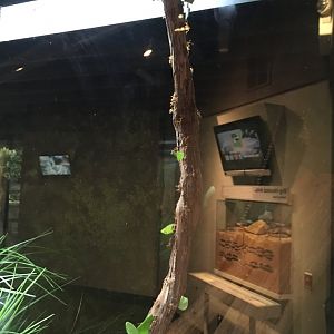 Leafcutter Ant Colony