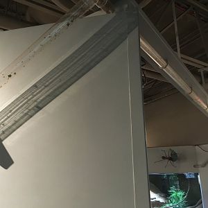 Leafcutter Ant Colony