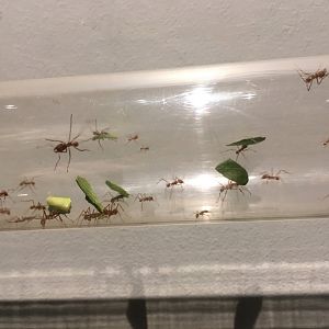 Leafcutter Ant Colony