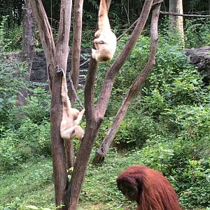 Orangutan & Gibbons