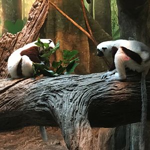 Coquerel's Sifakas