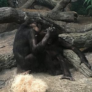 Bonobos