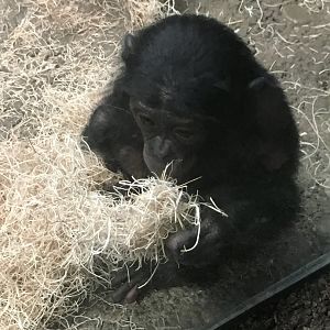 Baby Bonobo