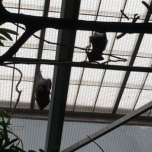 Indian Flying Foxes