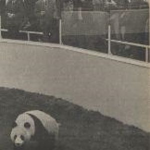 Giant Panda At Beekse Bergen