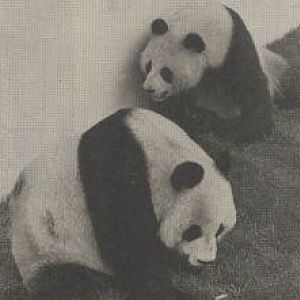 Giant Pandas At Beekse Bergen
