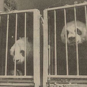 Arrival Giant Pandas at Beekse Bergen