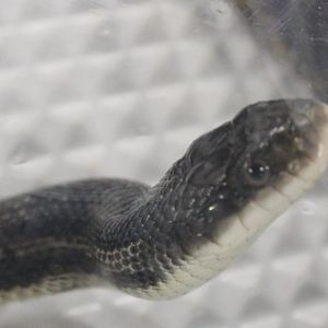 Pantherophis obsoleta