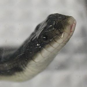 Pantherophis obsoleta