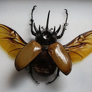 Beetle Specimen