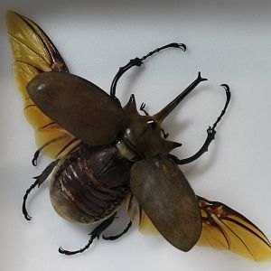 Beetle Specimen