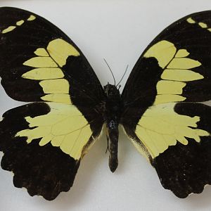 Papilio euchenor Butterfly Specimen