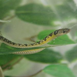 Liophis poecilogyrus