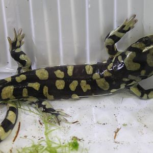 Barred tiger salamander - Ambystoma mavortium