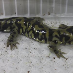 BarredtTiger salamander - Ambystoma mavortium