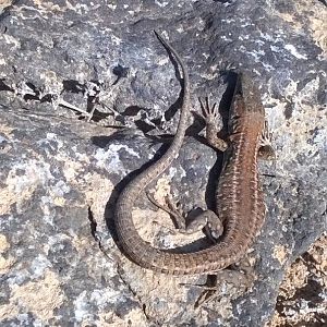 lizard id