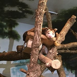 Matschie's Tree Kangaroo