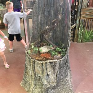 Tree Exhibit