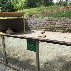 Domestic Hoofstock Enclosure