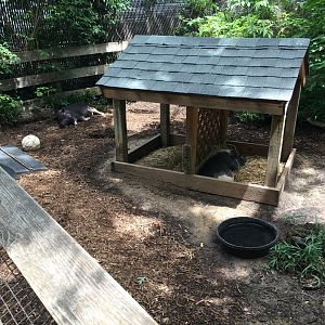 Pot-Bellied Pig Exhibit