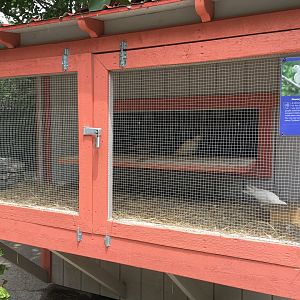 Homing Pigeon Exhibit