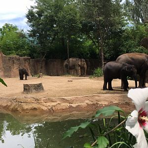 Asian Elephants