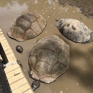 Aldabra Tortoises