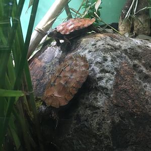 Black-Breasted Leaf Turtle