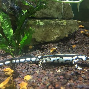 Kaiser's Spotted Newt