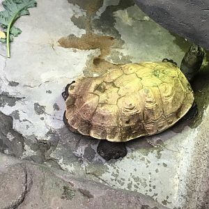 Giant Asian Pond Turtle