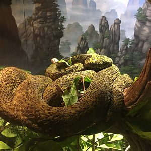 Mangshan Pitviper