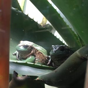 Andean Marsupial Frog