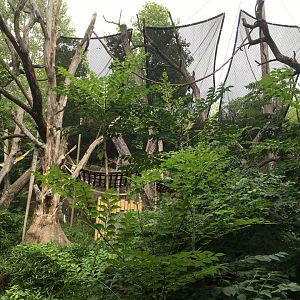 Sumatran Orangutan Exhibit